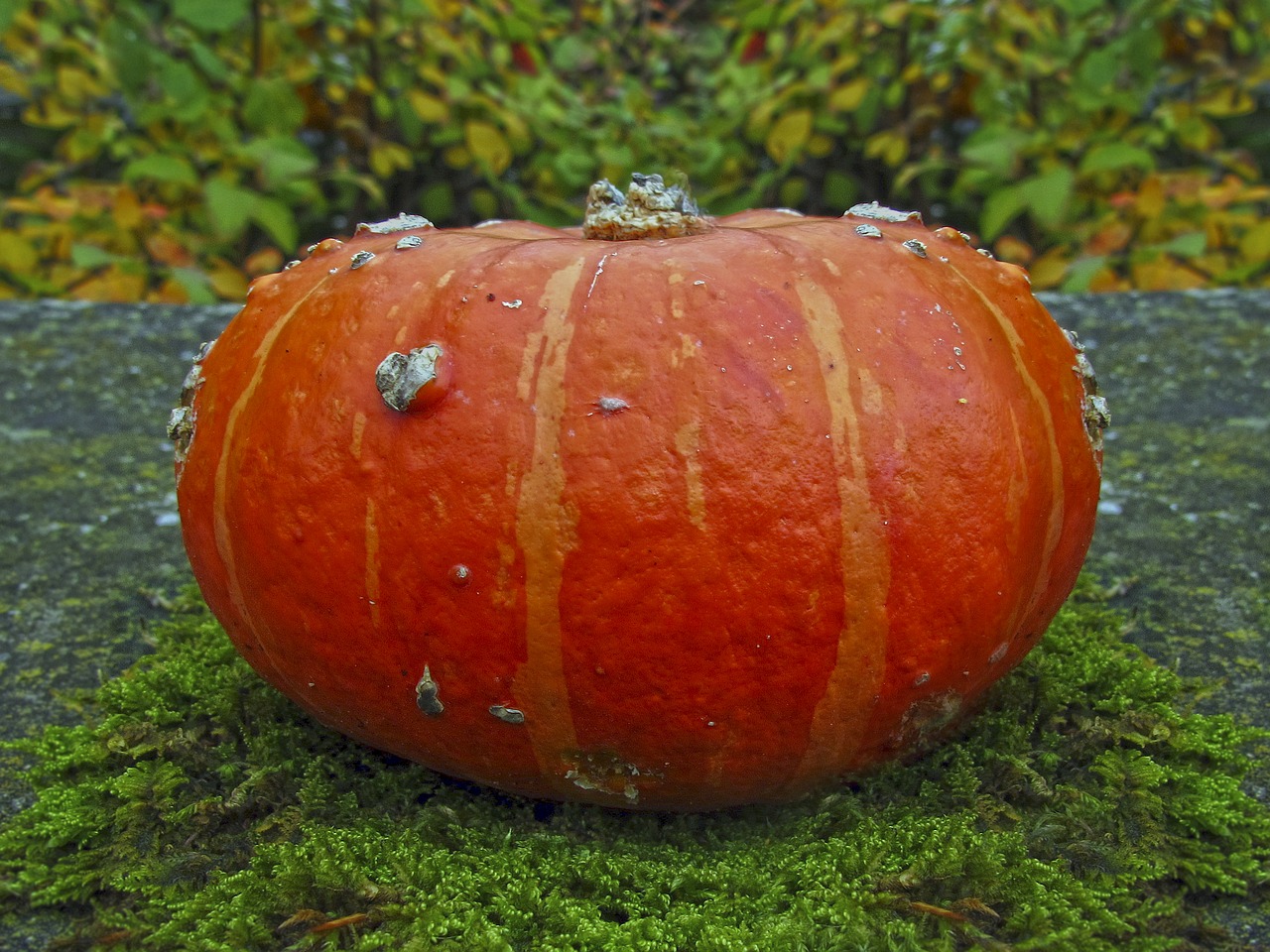 pumpkin great pumpkin autumn free photo