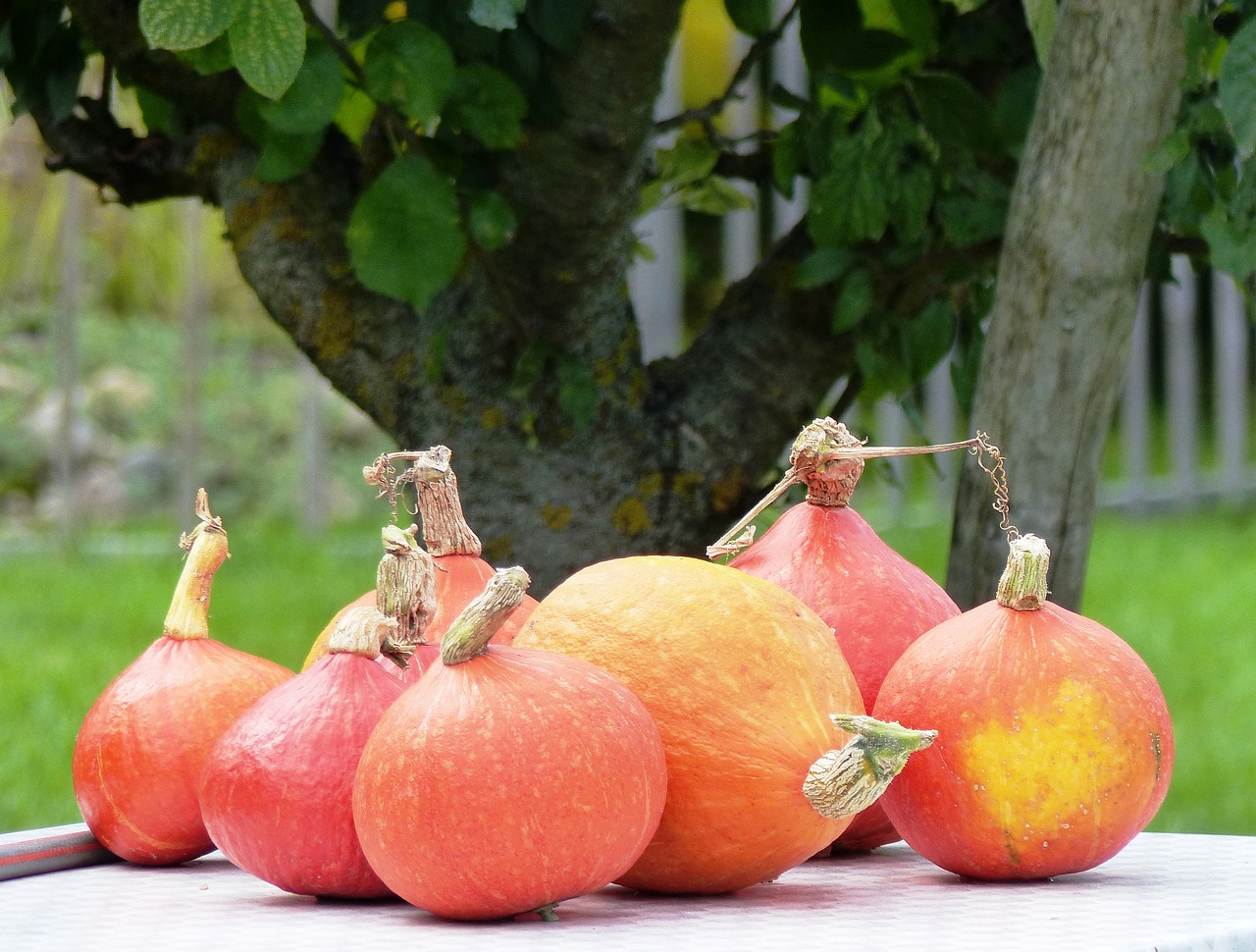 pumpkin nature autumn free photo