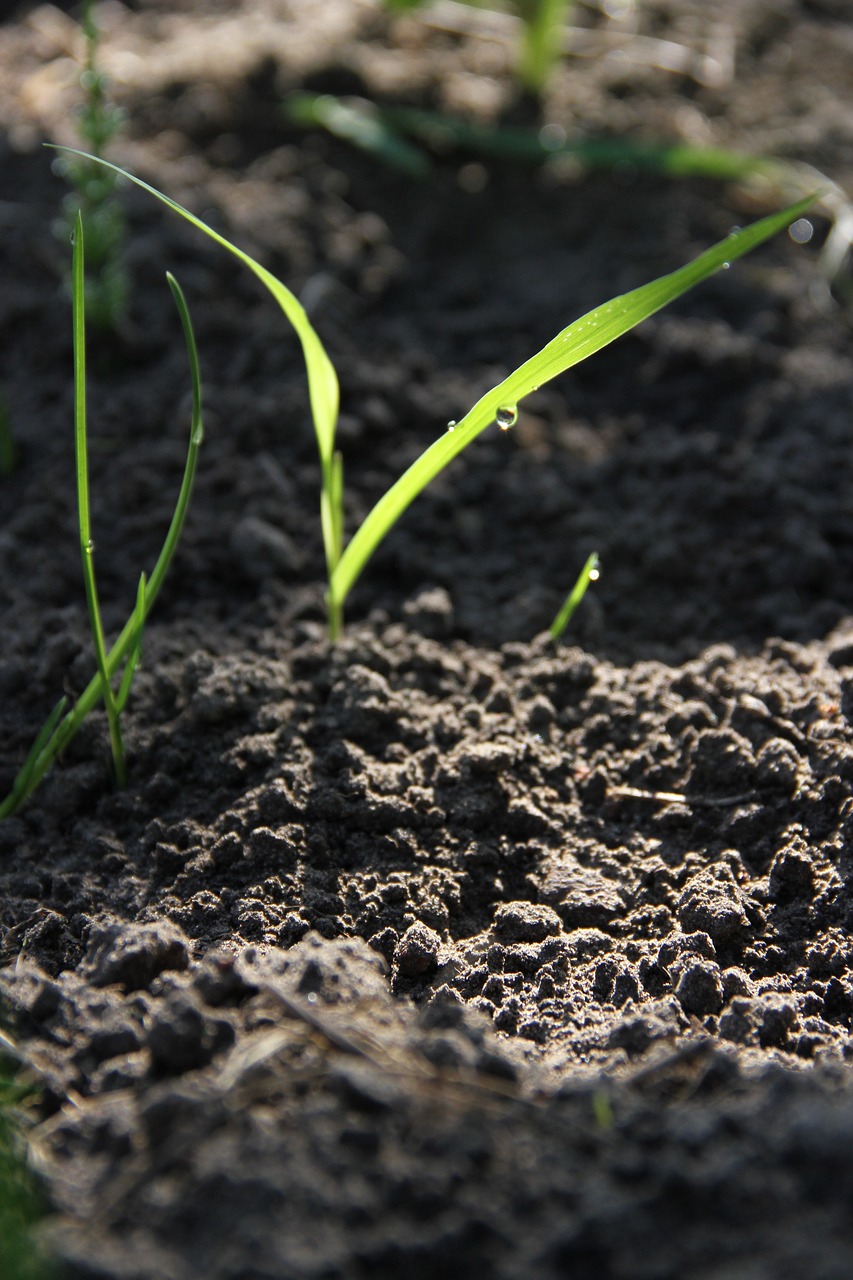 pumpkin vegetable garden plant free photo