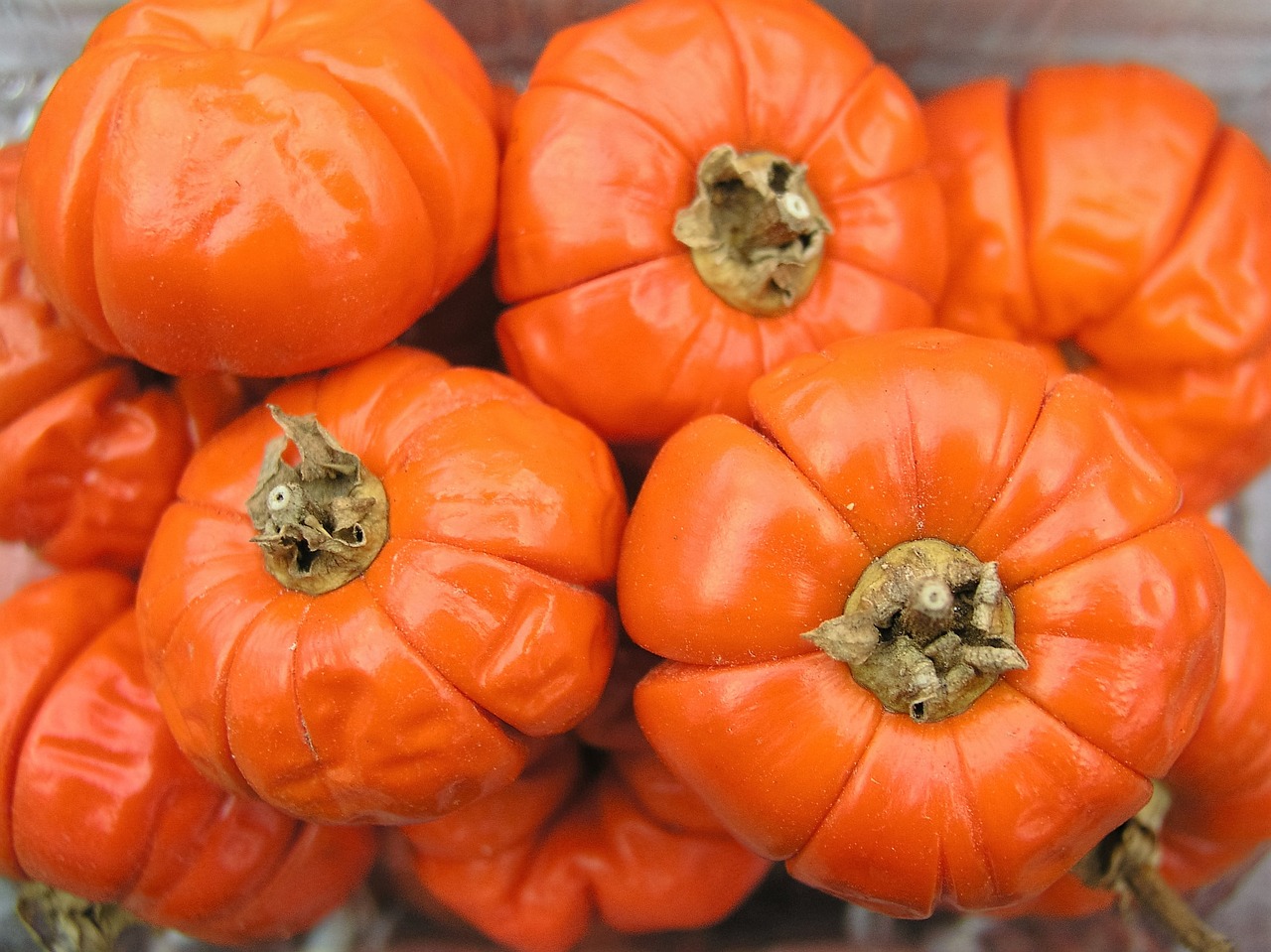 pumpkin squash orange free photo