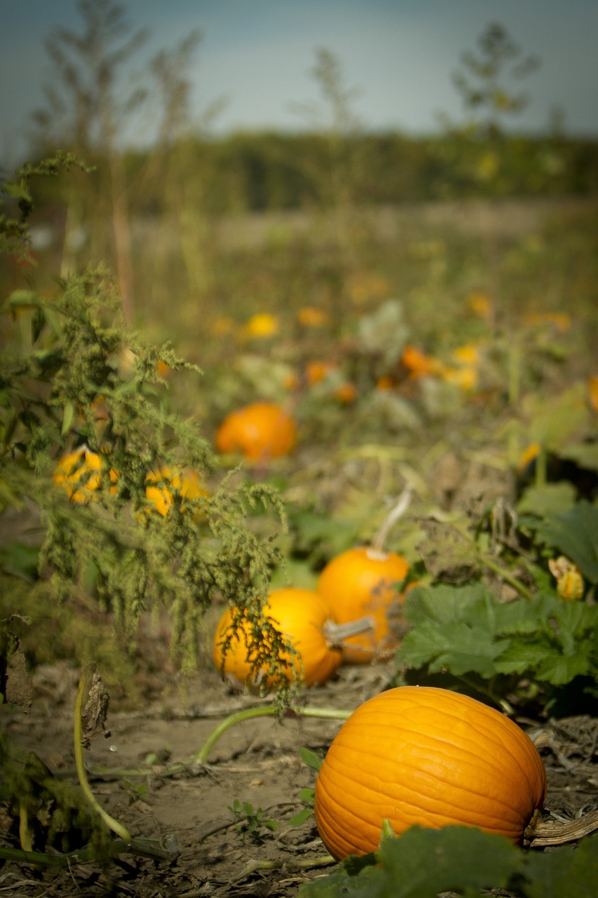 pumpkin pumpkin patch pumpkin farm free photo