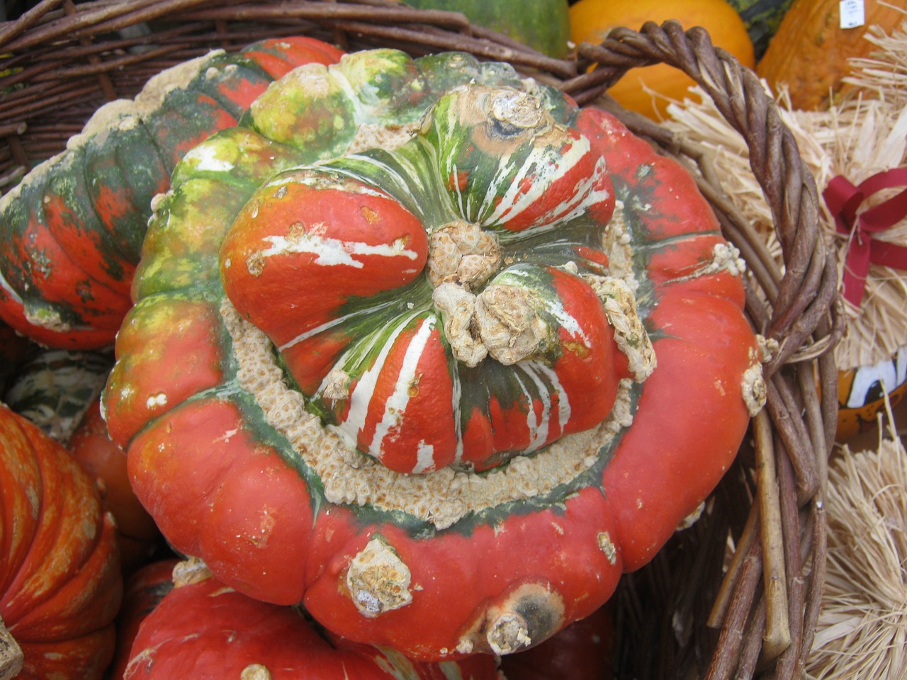 pumpkin gourd harvest free photo