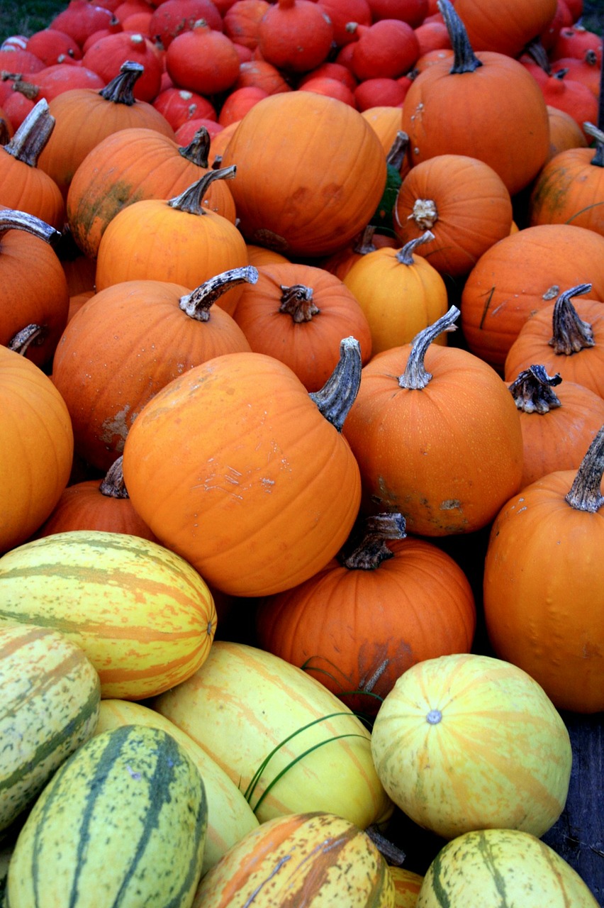 pumpkin pumpkins red free photo