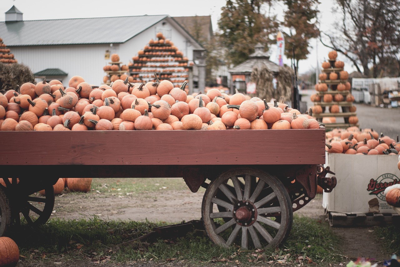 pumpkin display outdoor free photo