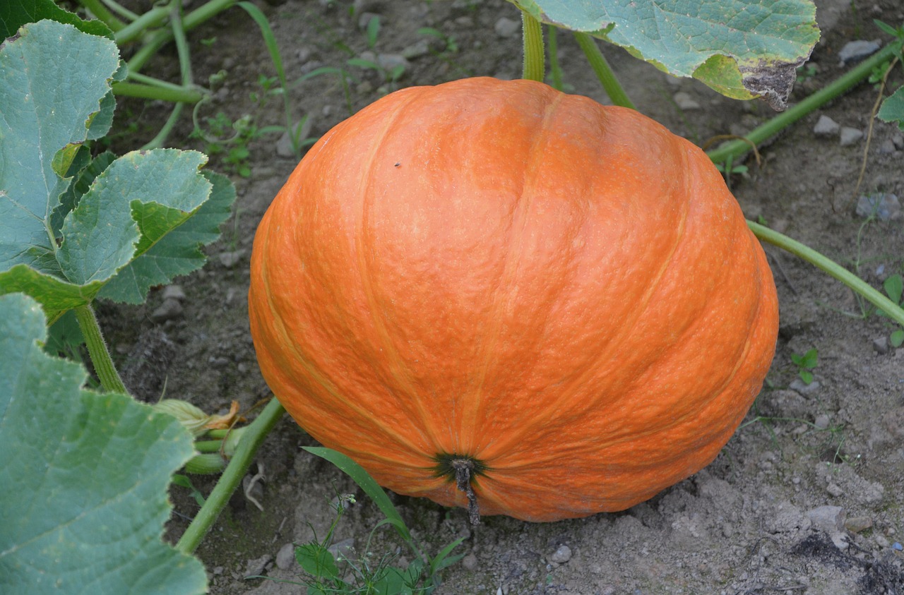 pumpkin orange vegetables free photo