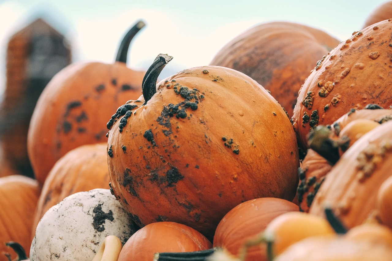 pumpkin color orange free photo