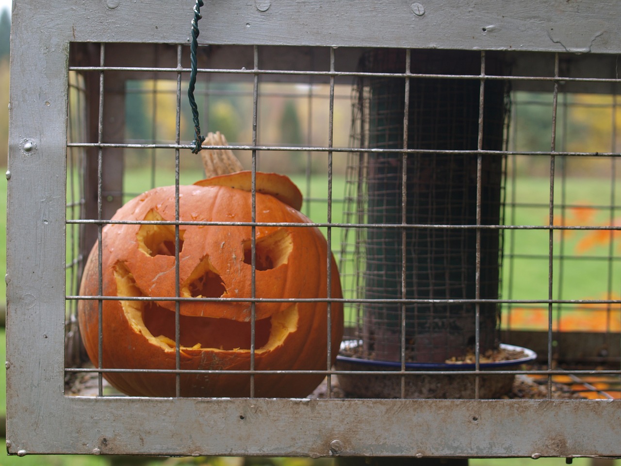 pumpkin halloween face free photo