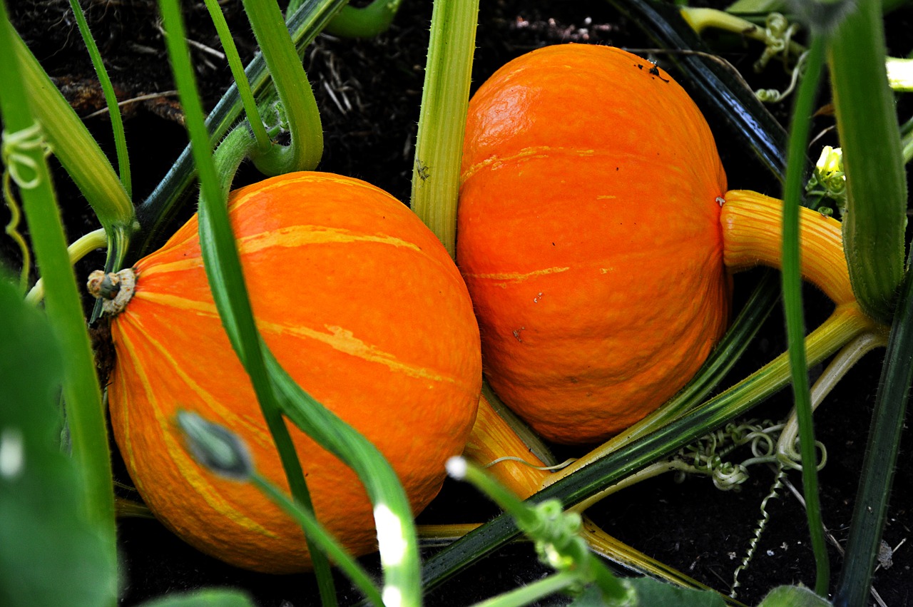 pumpkin growth plant free photo