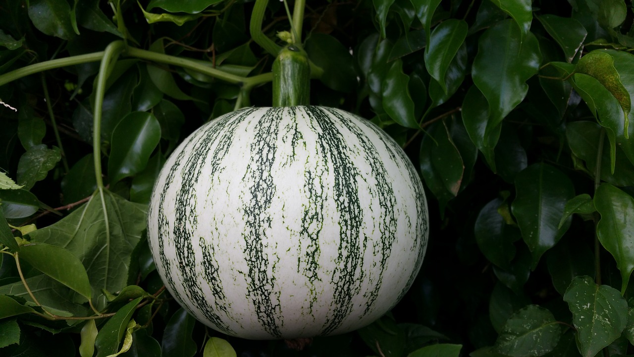 pumpkin squash fruit free photo