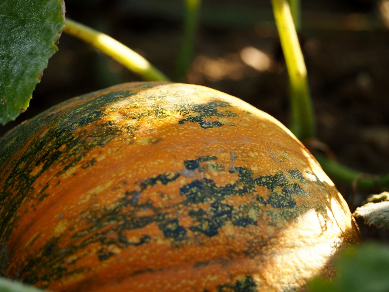 pumpkin field agriculture free photo