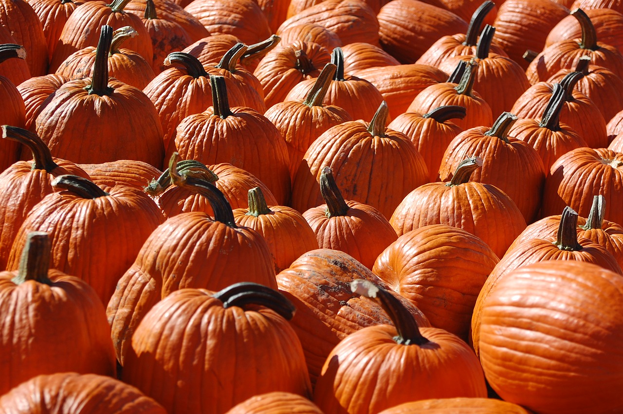 pumpkin autumn october free photo