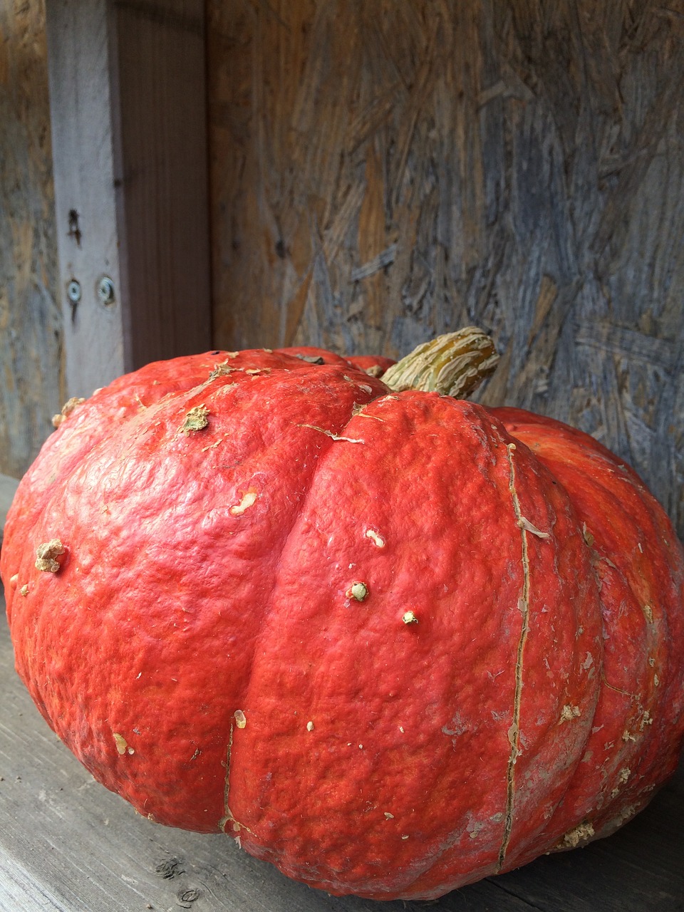 pumpkin gourd thanksgiving free photo