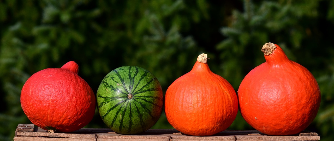 pumpkin banner nature free photo