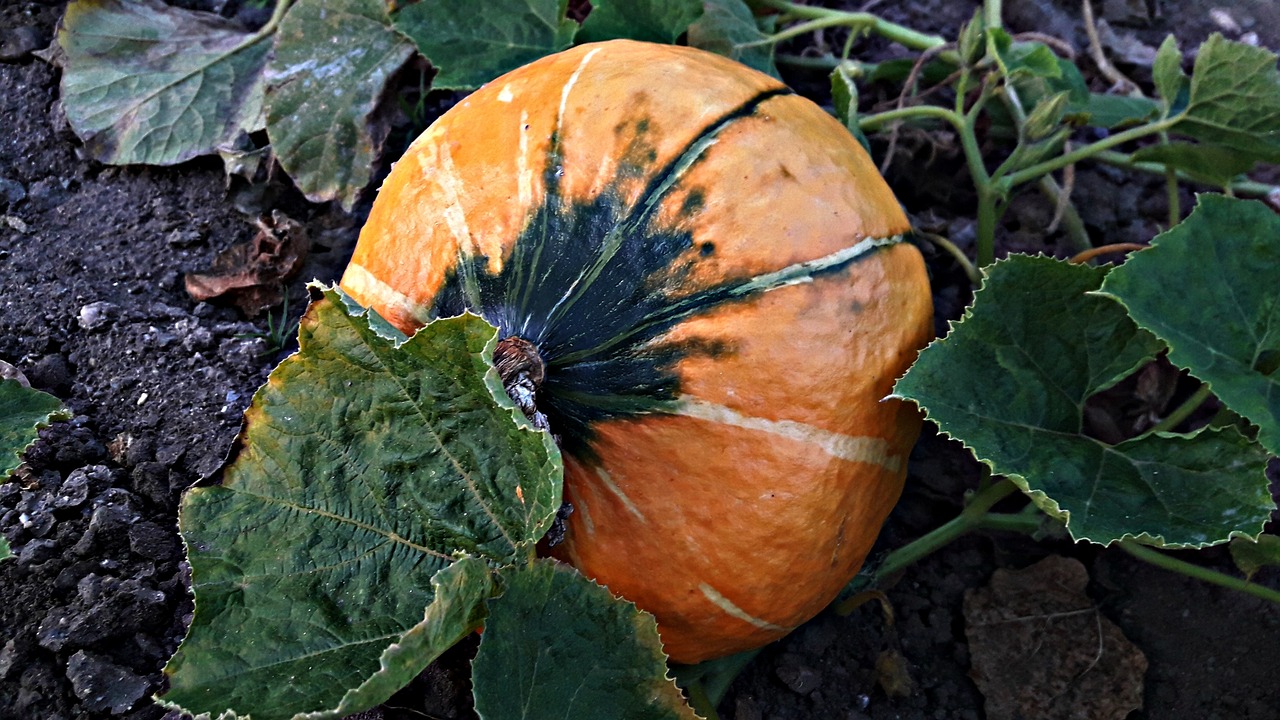 pumpkin a vegetable the cultivation of free photo