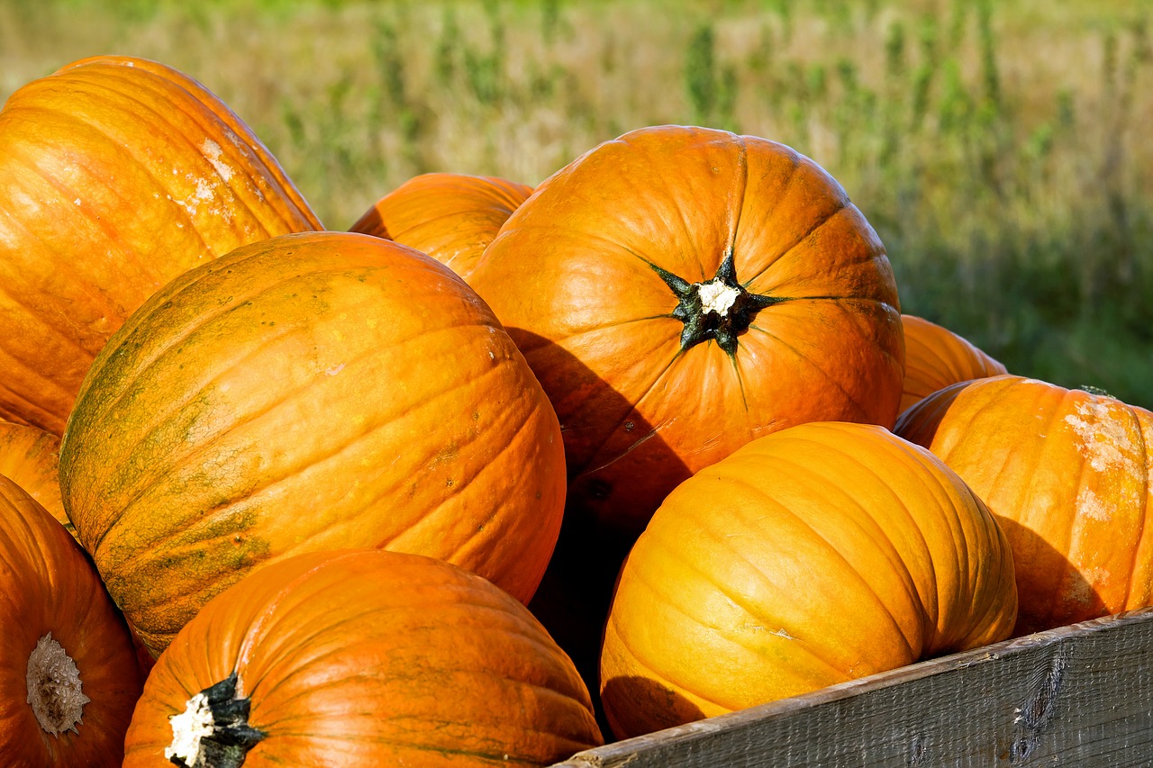 pumpkin gourd orange free photo