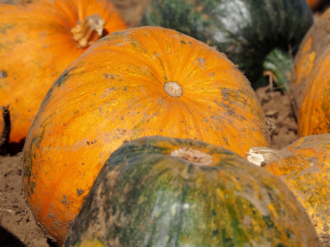 pumpkin pumpkin box pumpkins autumn free photo