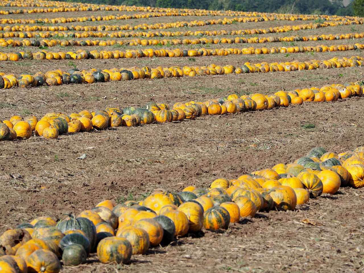 pumpkin pumpkin box pumpkins autumn free photo