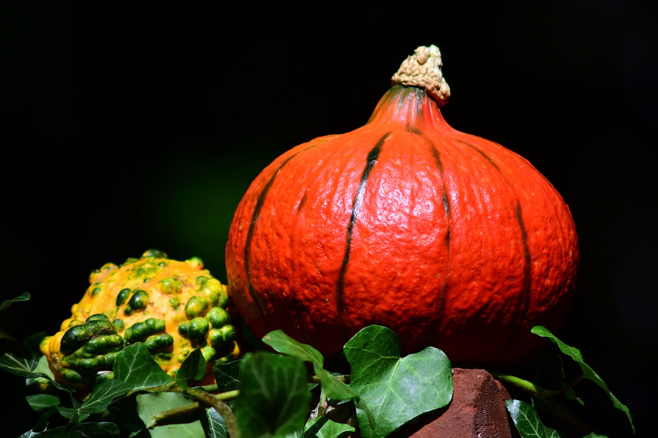 pumpkin hokkaido orange free photo