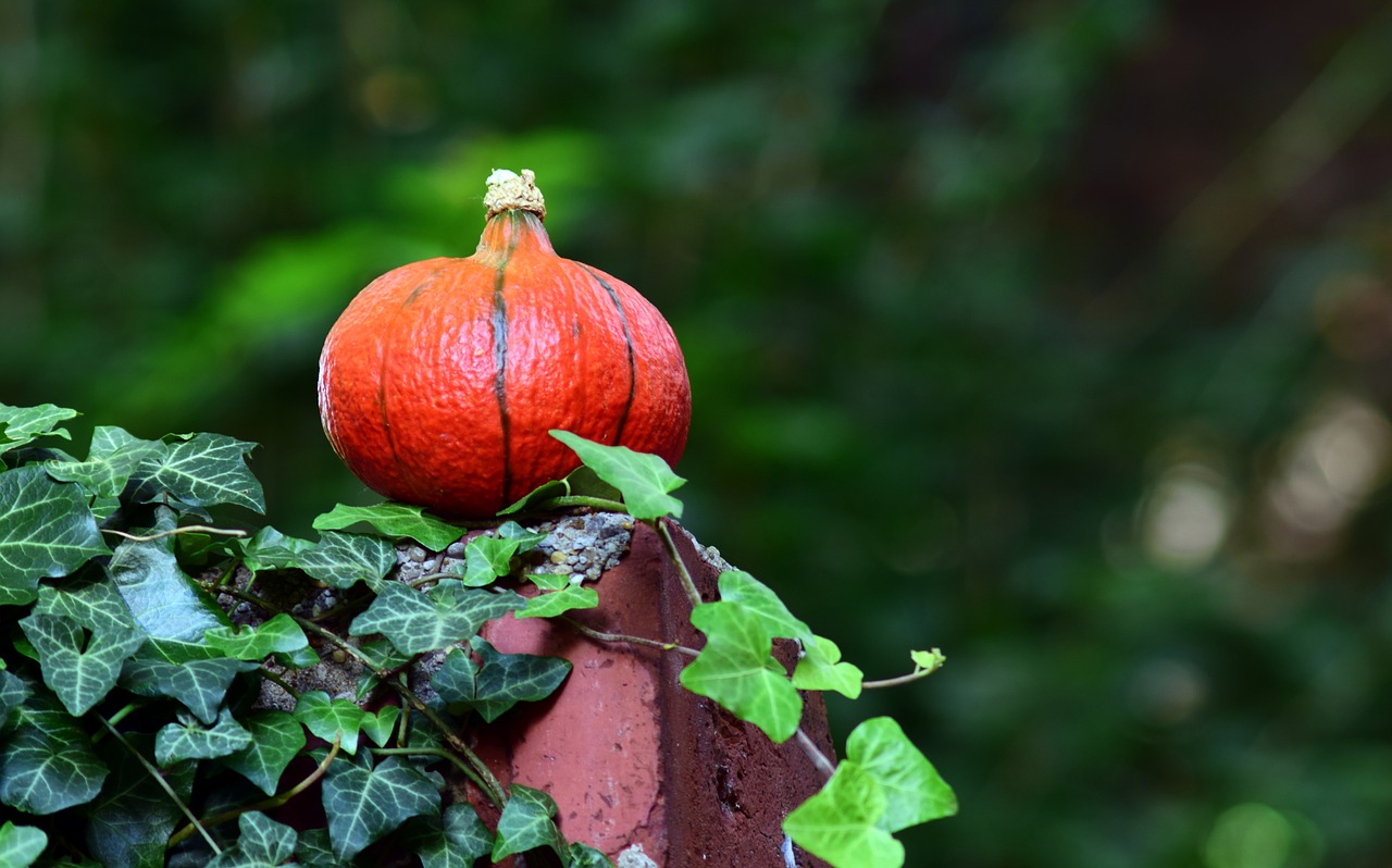 pumpkin hokkaido orange free photo