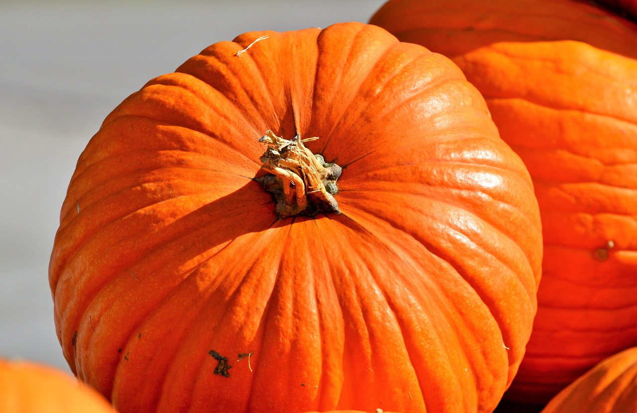 Orange pumpkin. Тыква Cucurbita maxima. Тыква сорт оранж. Тыква Апельсинка. Тыква оранжевый Хоккайдо.