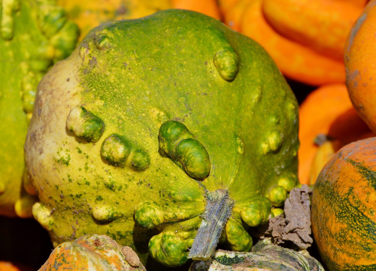 pumpkin fruit orange free photo