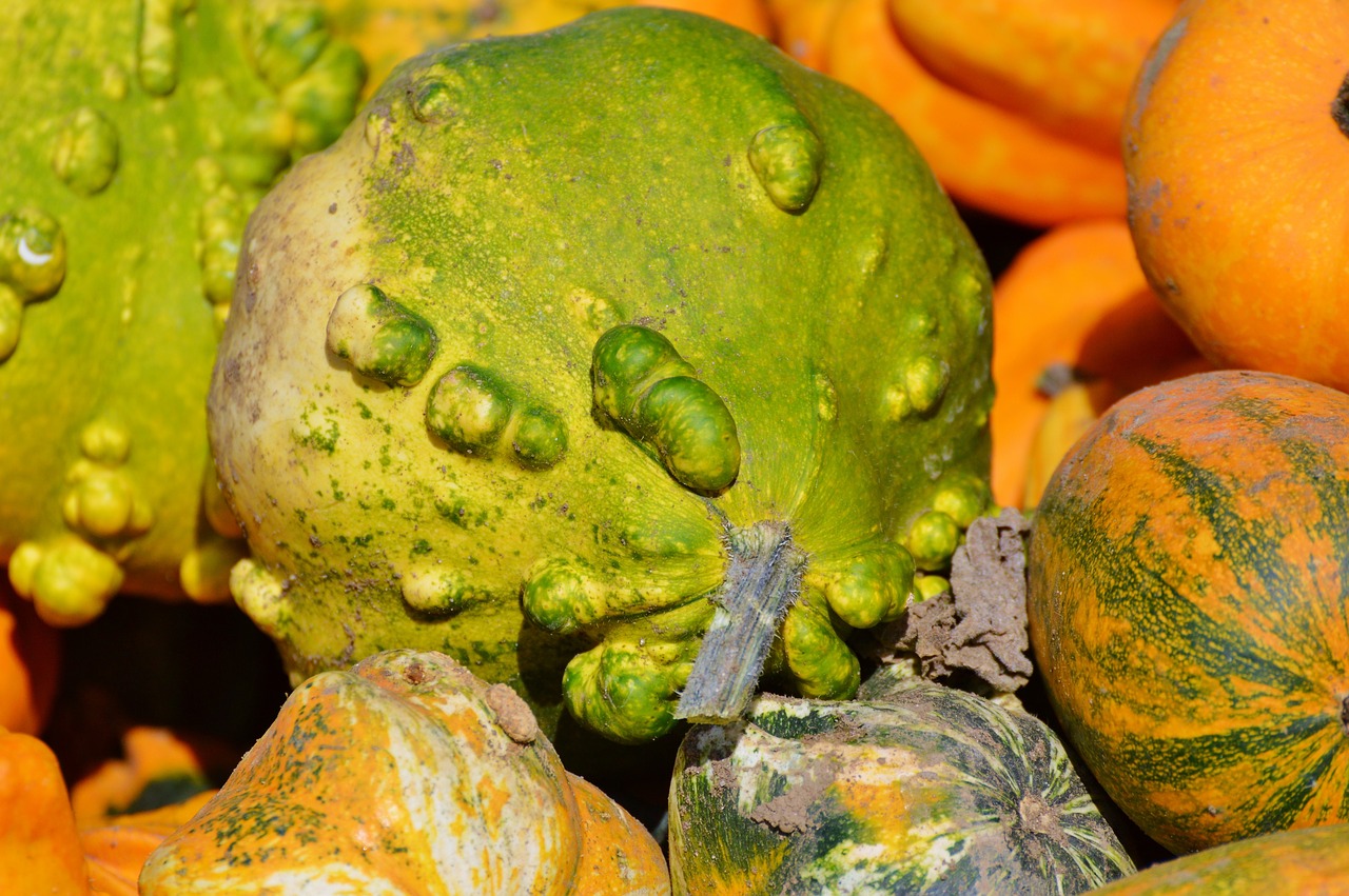 pumpkin fruit orange free photo