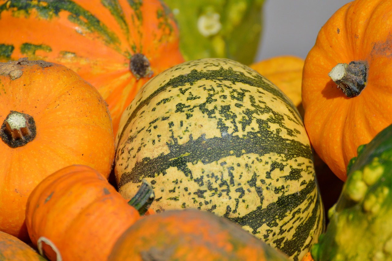 pumpkin fruit orange free photo