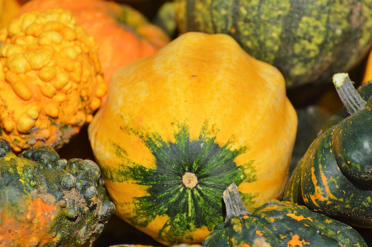 pumpkin fruit orange free photo