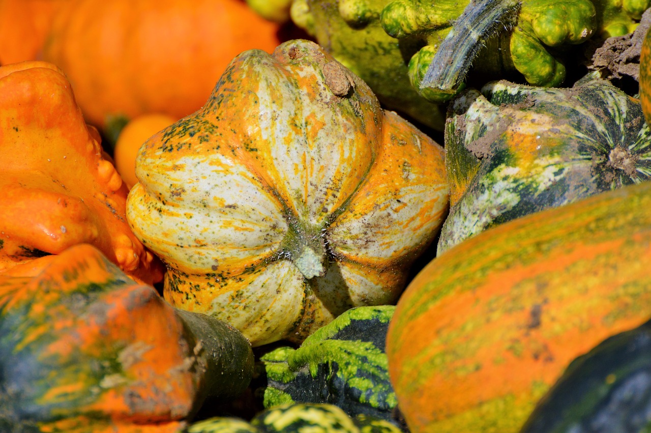 pumpkin fruit orange free photo