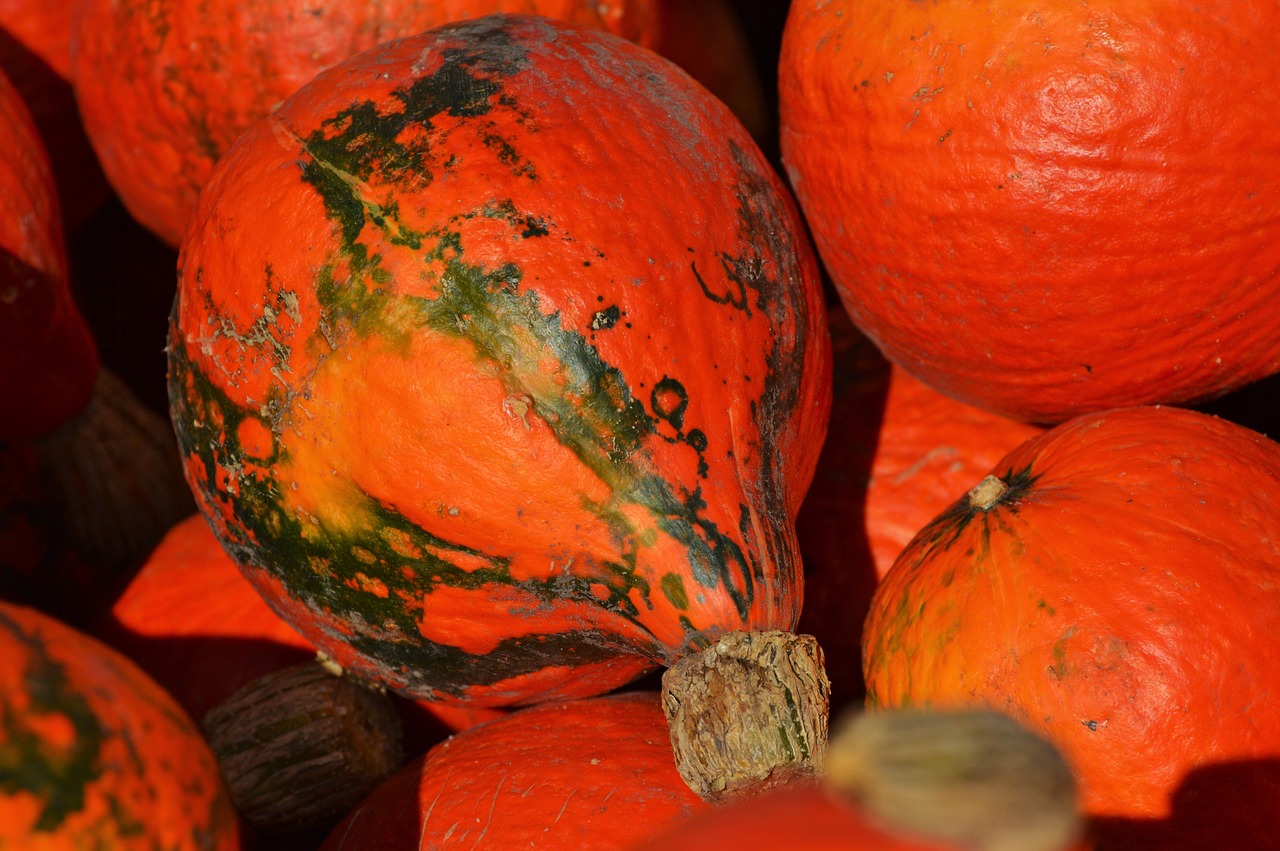 pumpkin fruit orange free photo
