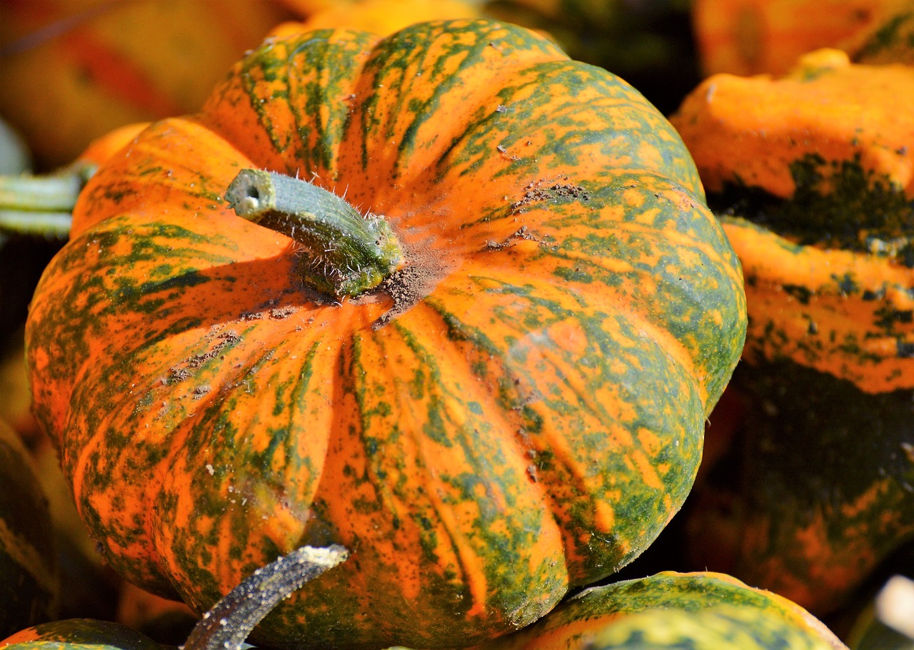 pumpkin fruit orange free photo