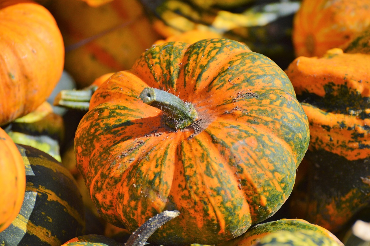 pumpkin fruit orange free photo