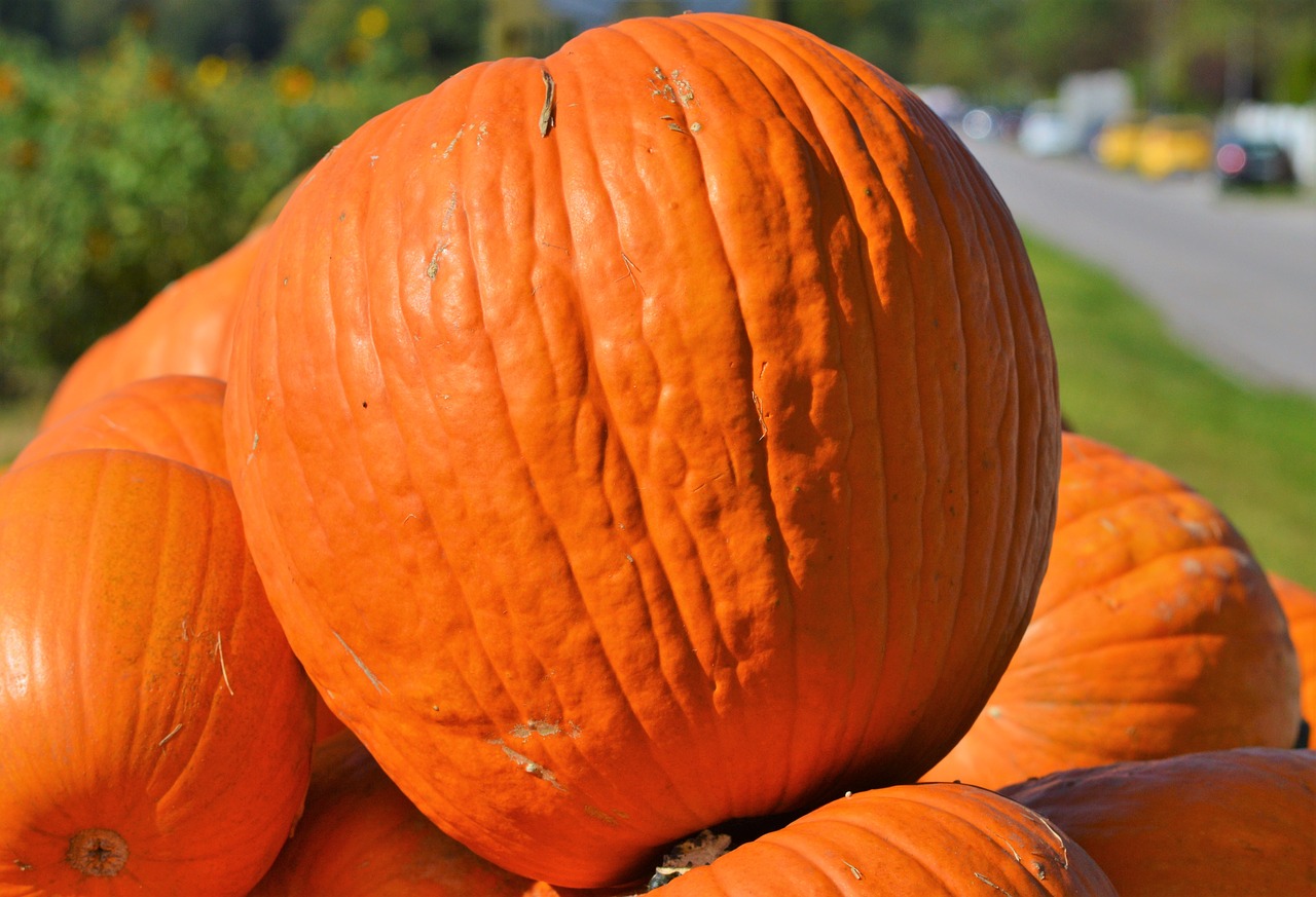 pumpkin fruit orange free photo