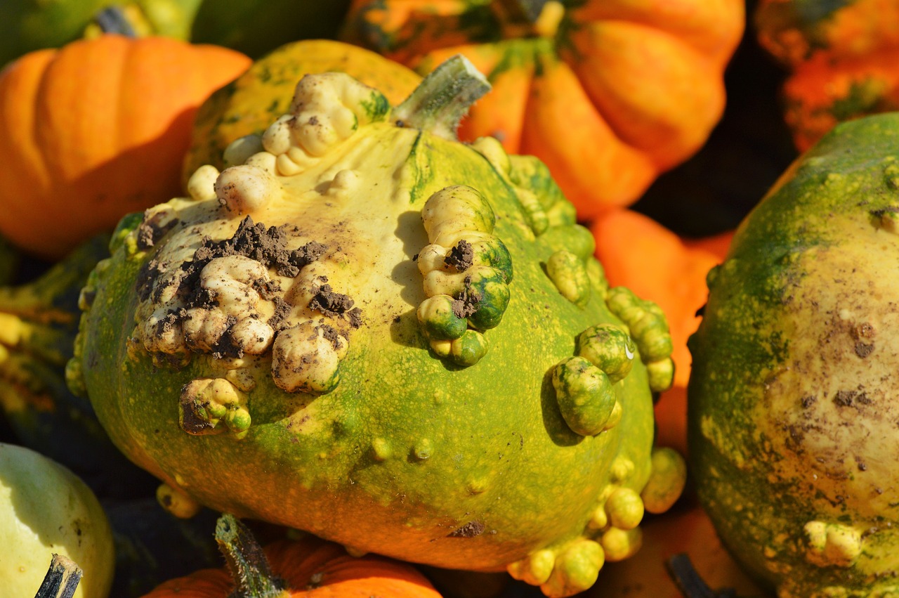 pumpkin fruit orange free photo