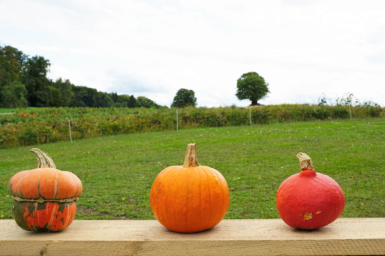 pumpkin soup vegetables free photo