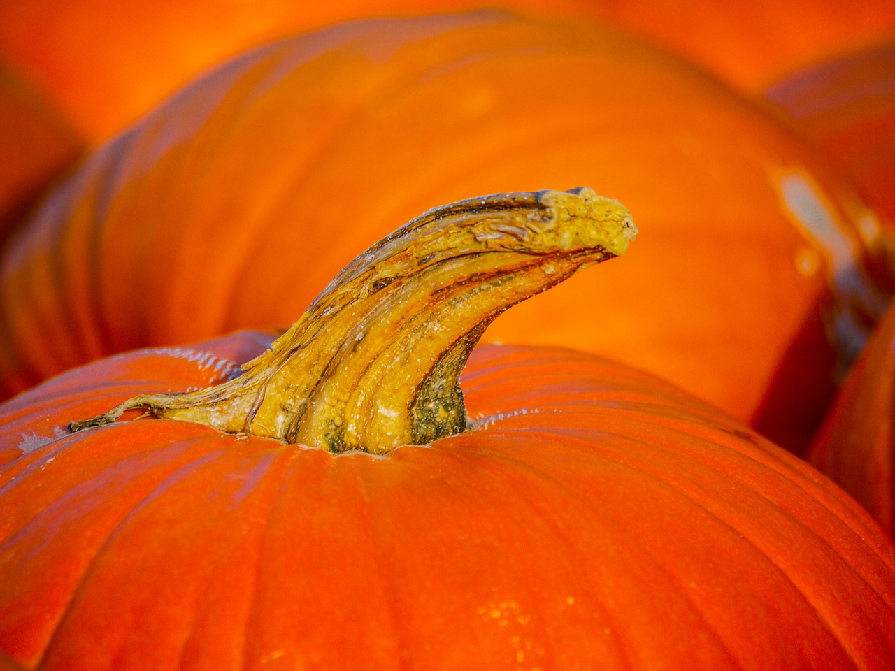 pumpkin stalk harvest free photo