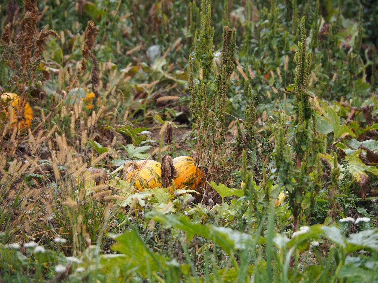 pumpkin harvest autumn free photo