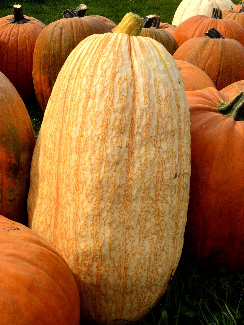 pumpkin squash fall free photo