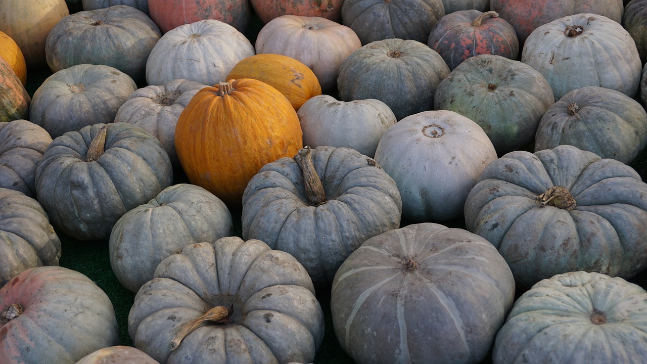 pumpkin fall autumn free photo