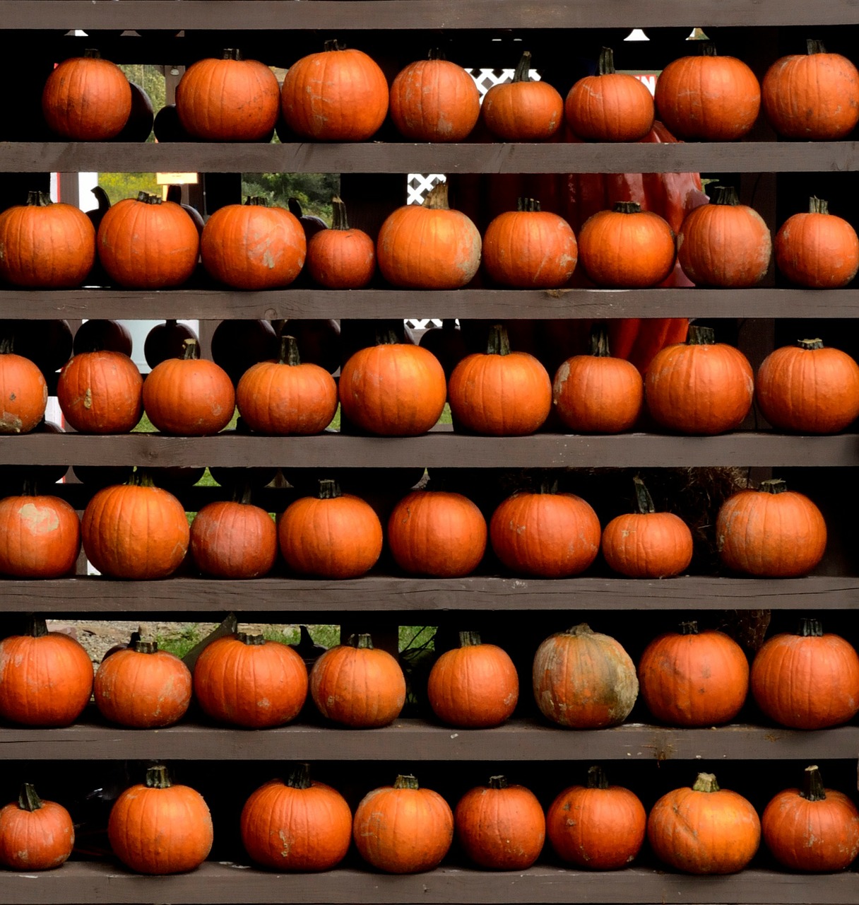 pumpkin fall harvest free photo