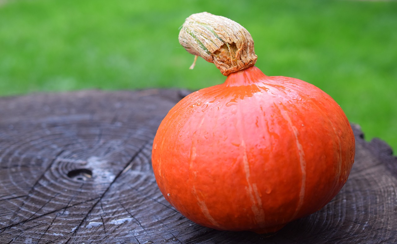 pumpkin autumn halloween free photo