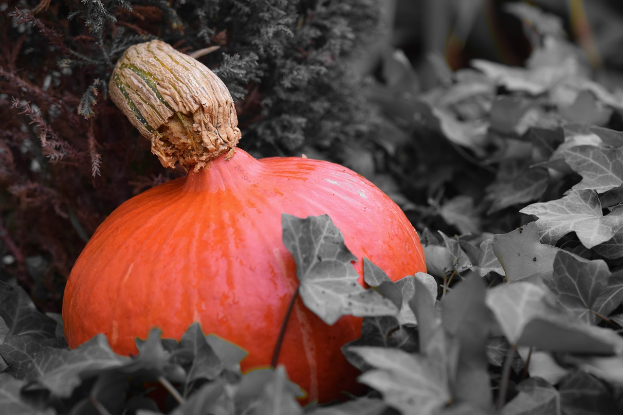 pumpkin harvest halloween free photo