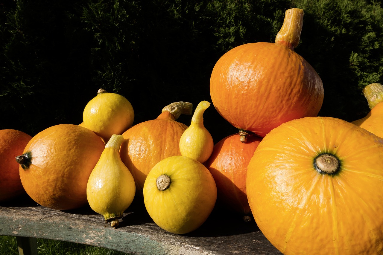 pumpkin hokkaido vegetables free photo