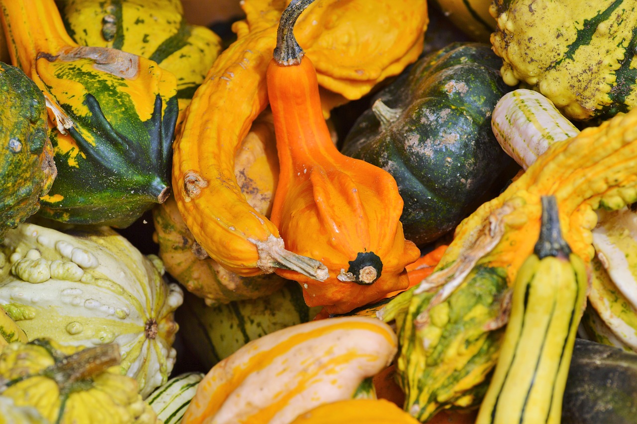 pumpkin fruit orange free photo