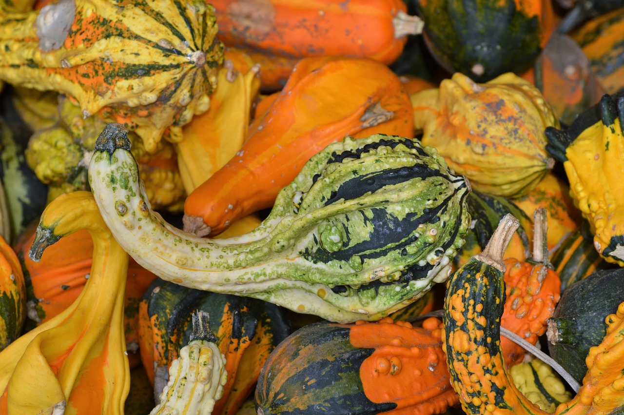 pumpkin fruit orange free photo