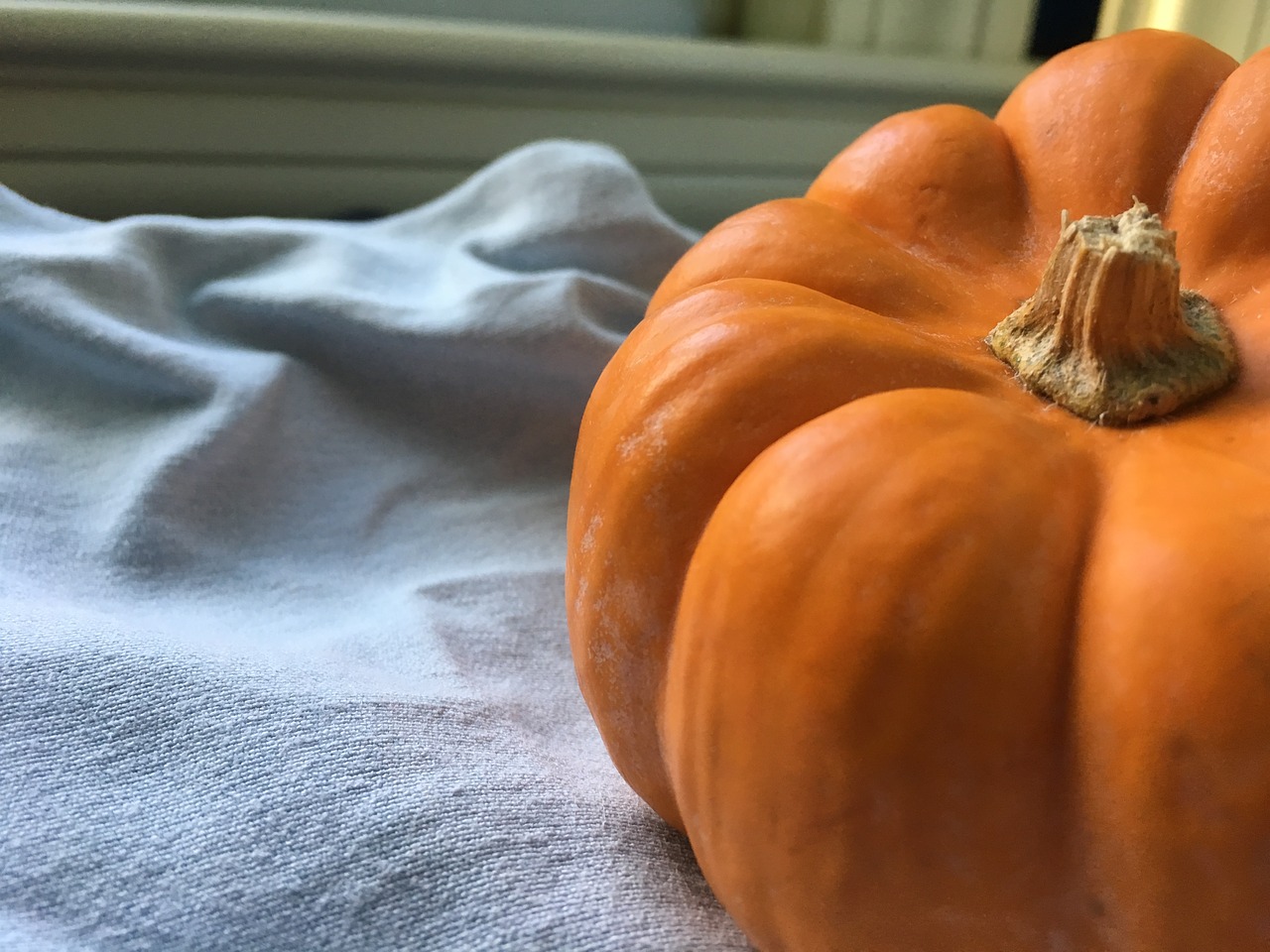 pumpkin fall orange free photo