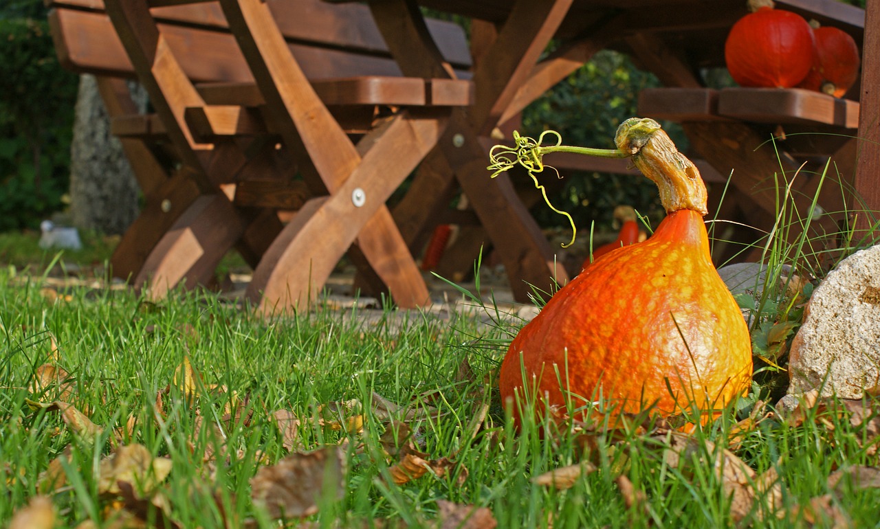 pumpkin autumn ornamental pumpkins free photo