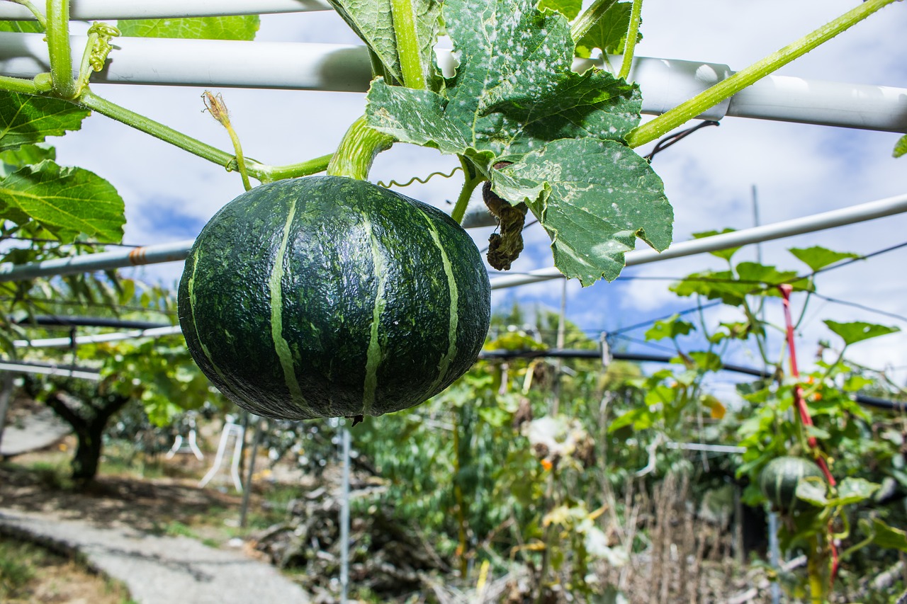 pumpkin fruit delicious free photo