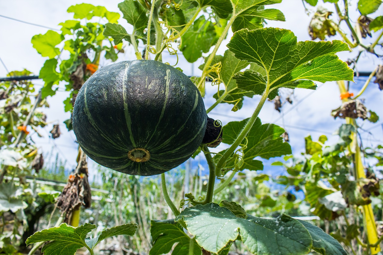 pumpkin fruit taiwan free photo