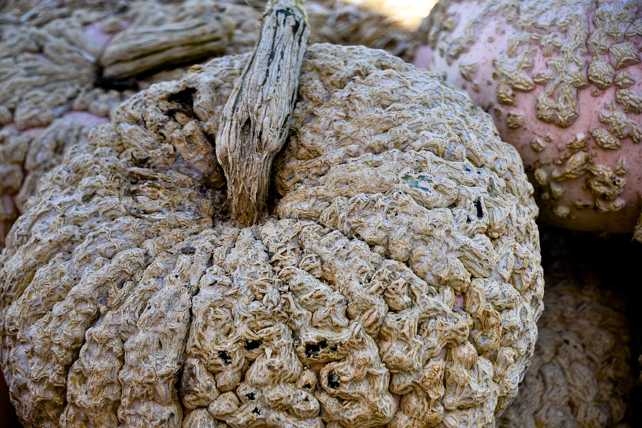 pumpkin white crinkled free photo